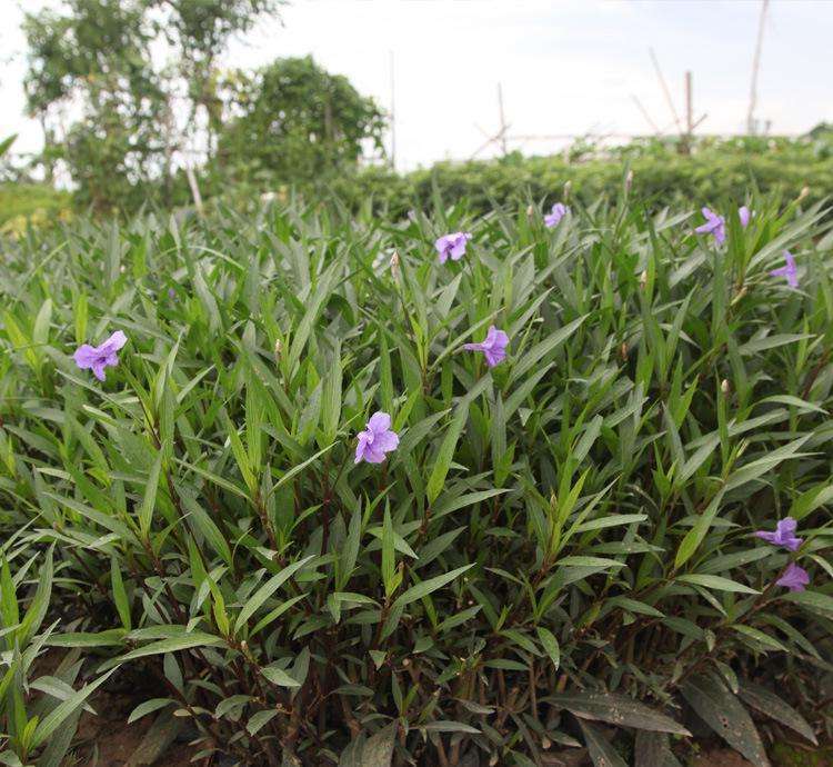 這種在廣東廣泛用於綠化種植的藍花草,在外省也普遍存在嗎?