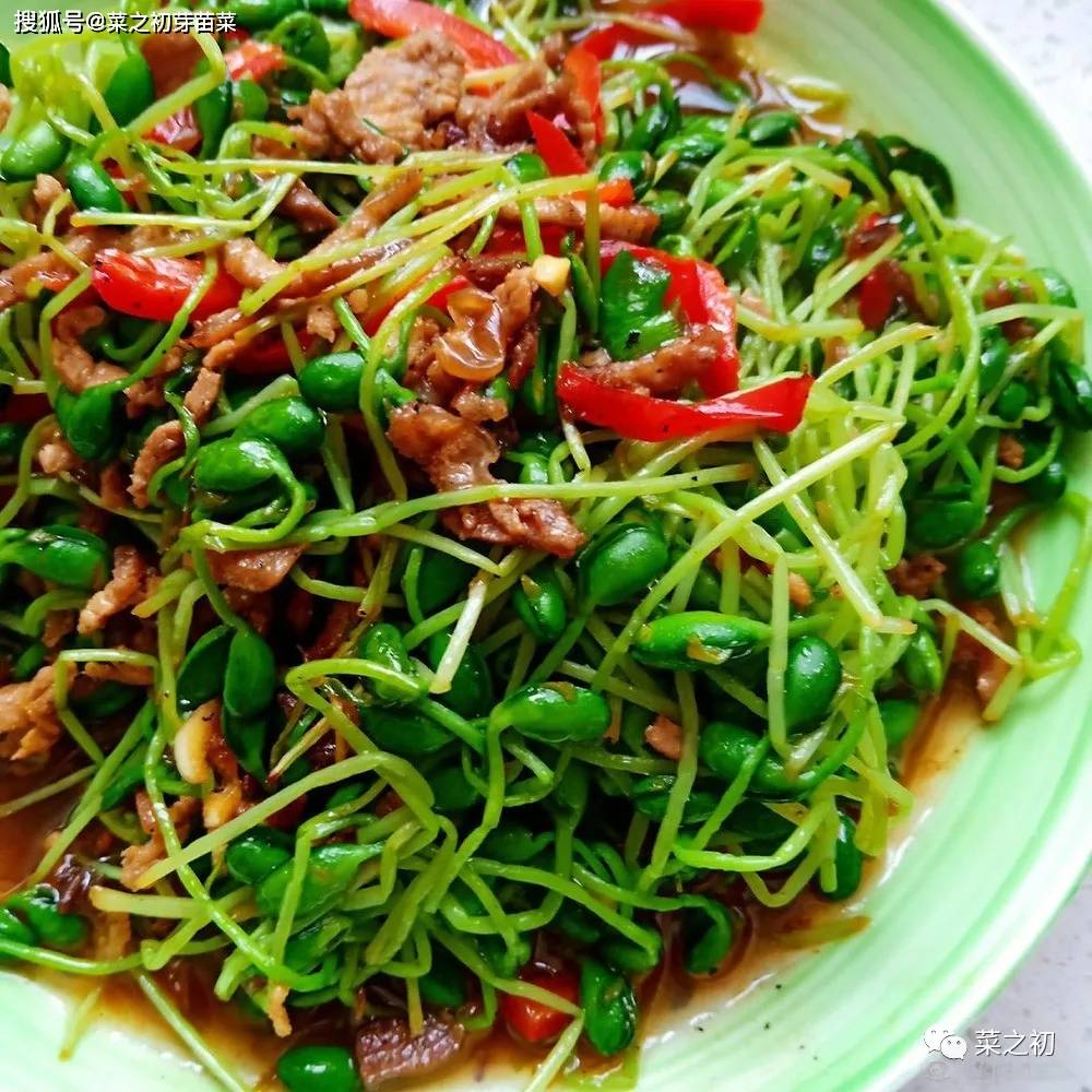 芽苗菜新出炉的吃法