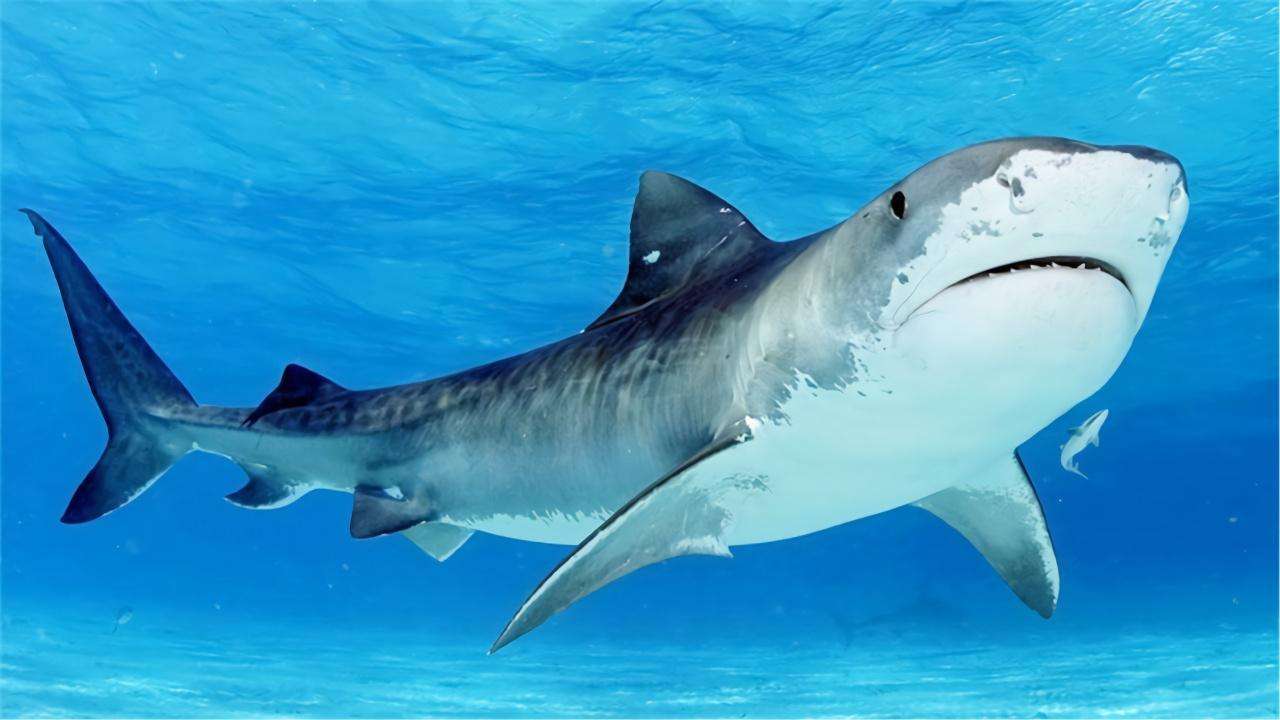 幼鲨胎儿还没出生就吞食同类,最后只剩一只,科学家困惑不解_鲨鱼