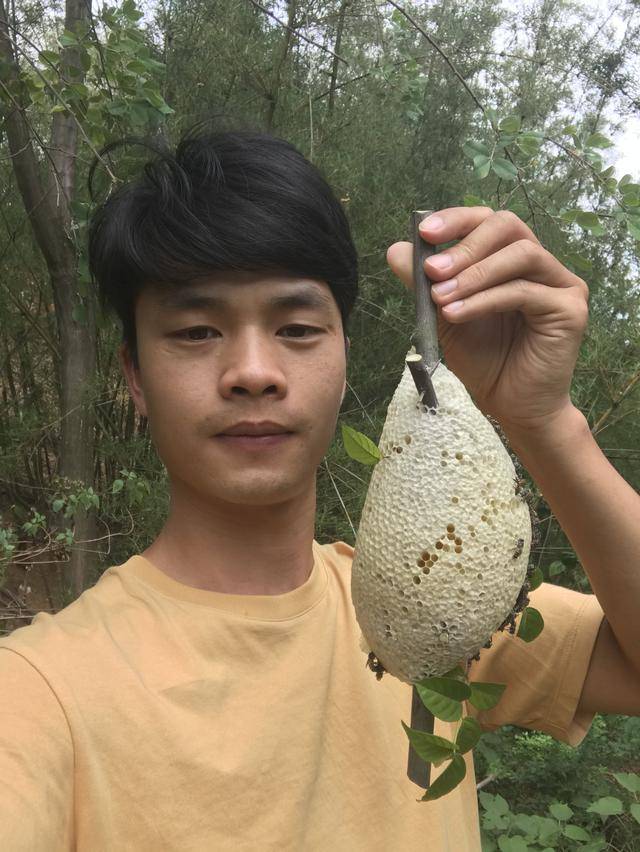 小挂蜜主要筑巢在灌木和杂草丛中,故也叫小草蜂.