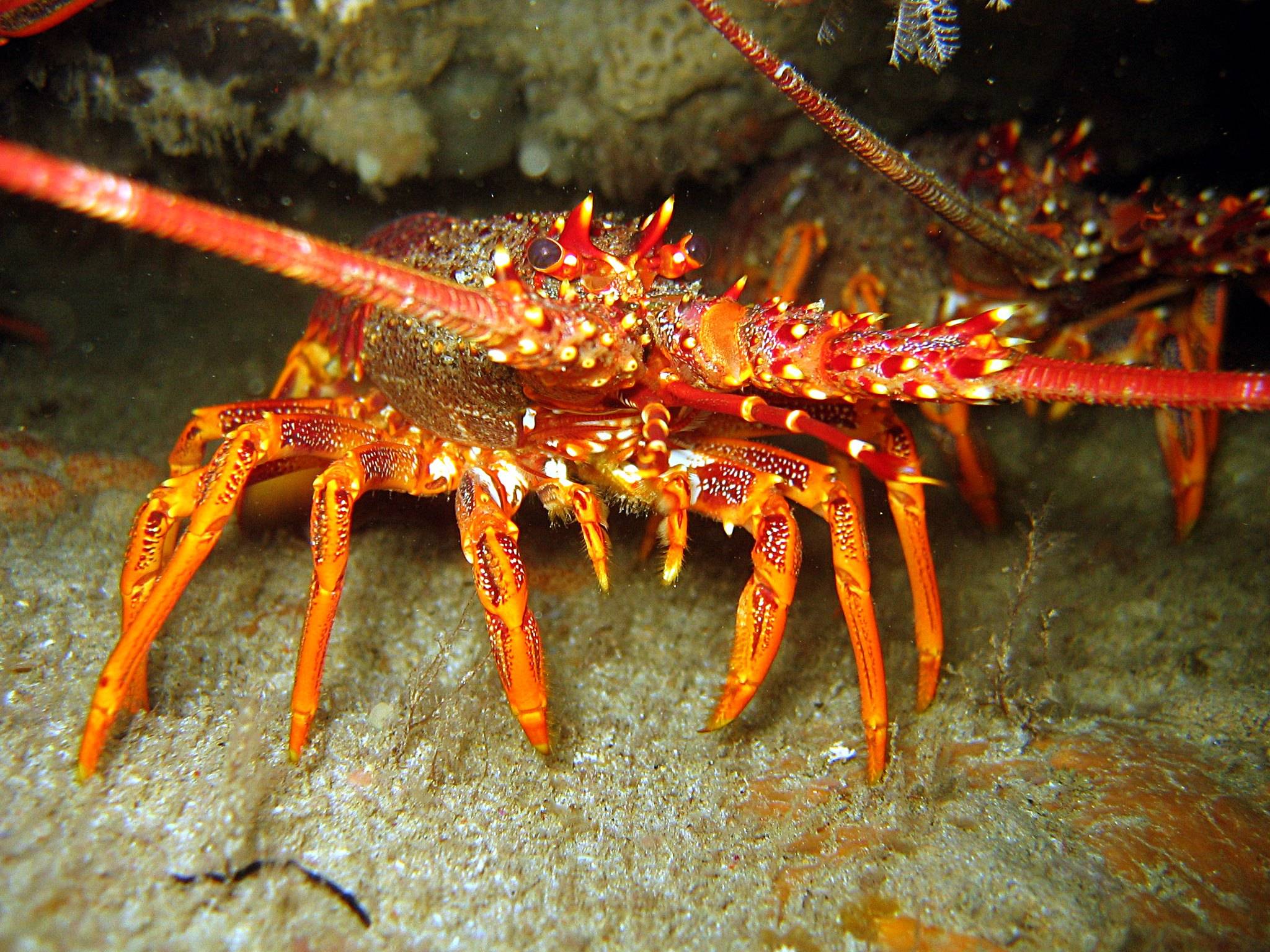 每袋只能装载24只澳洲龙虾,过量的必须放生到海里