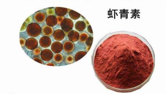 雨生红球藻:解锁海洋的秘密