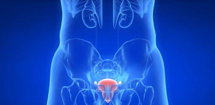前列腺位置 人体图片