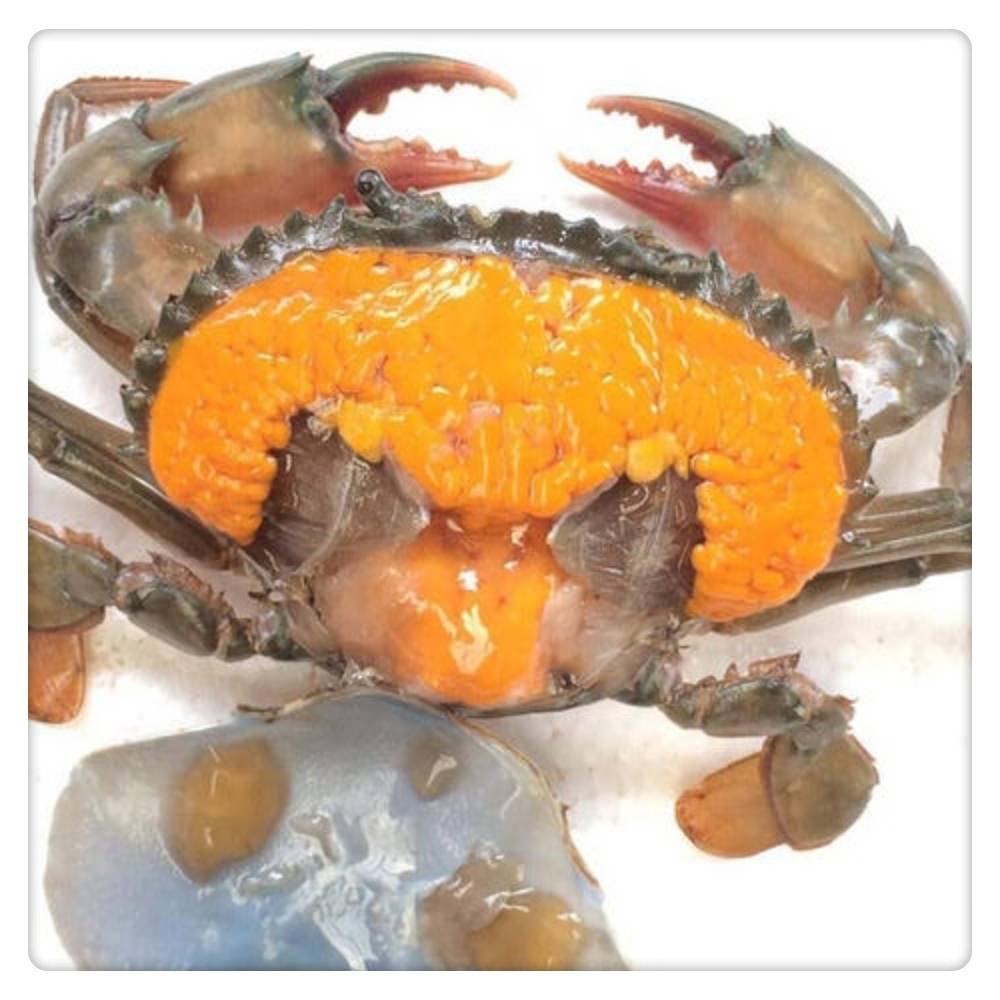 黄油蟹是怎么样形成的图片