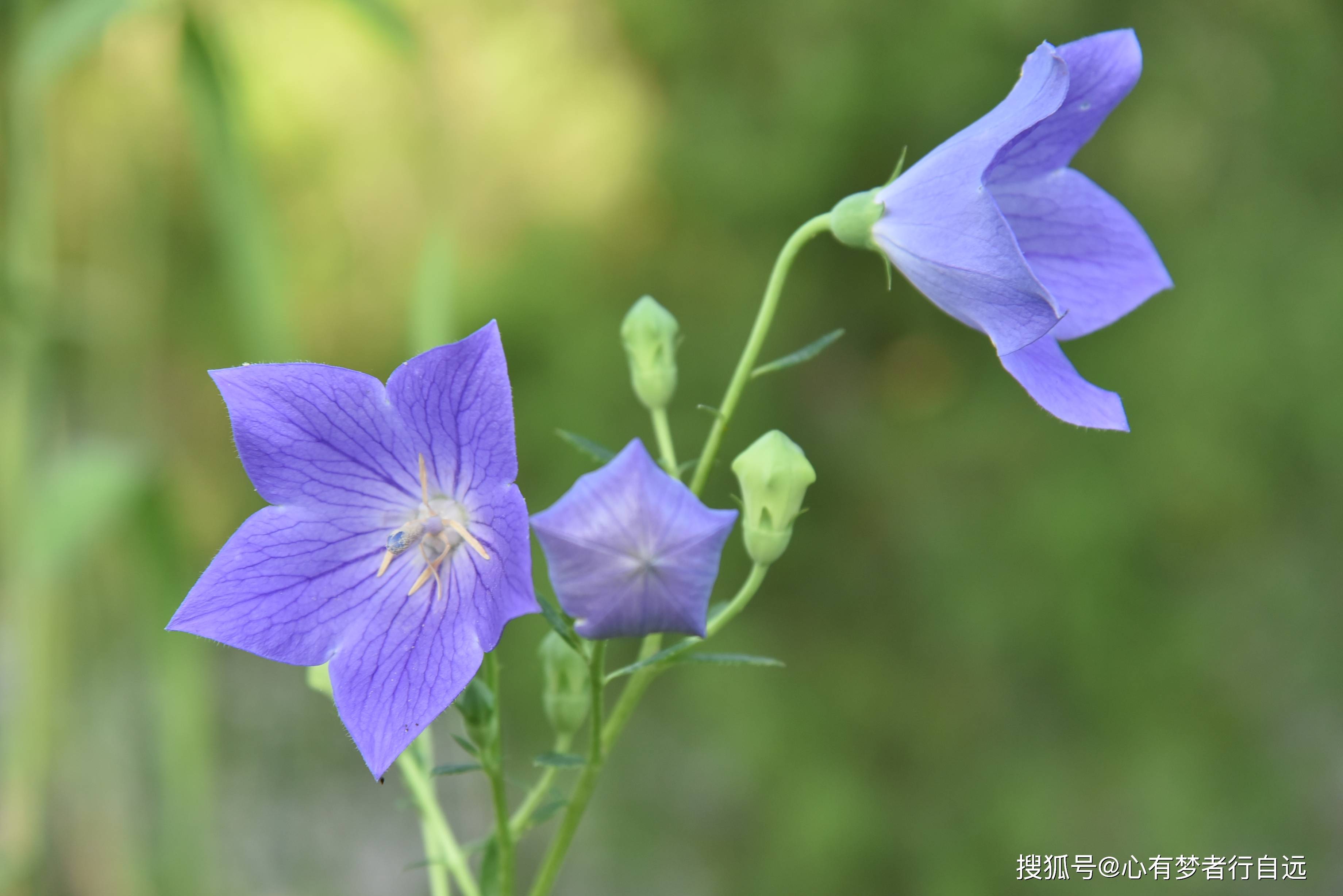 清新夏花美了岁月醉了流年 搜狐大视野 搜狐新闻