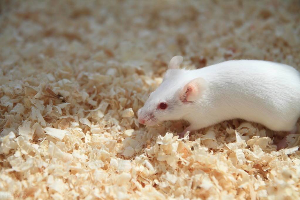 鼠类这么多,为什么偏偏选中小白鼠做实验?它的能量超出你想象!