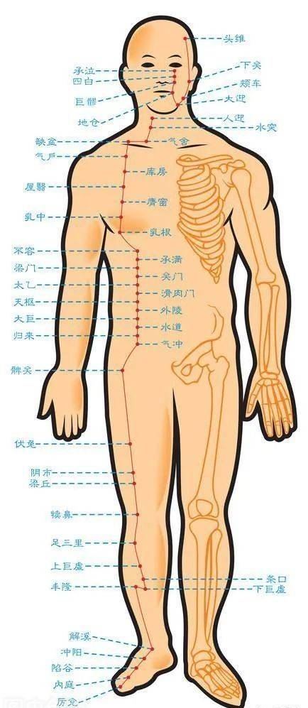 胃经络图6条的走向图片