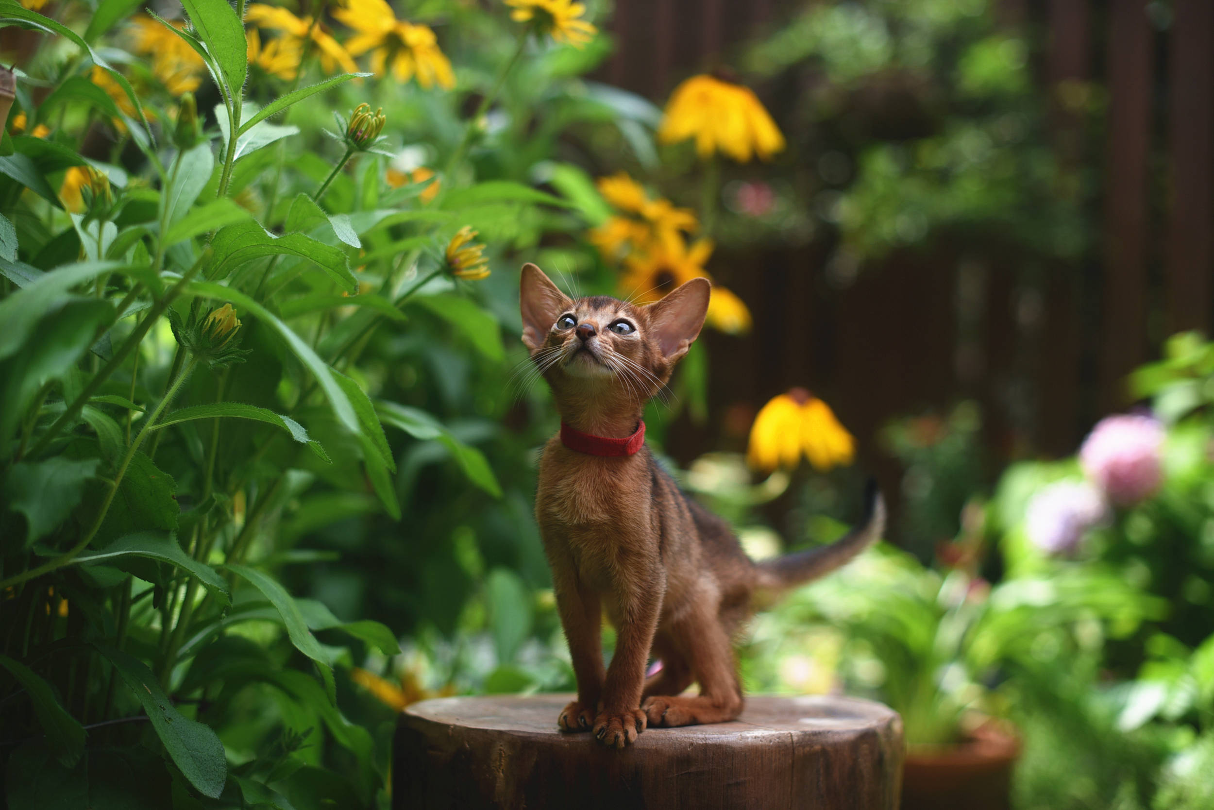 院子里的小精灵---阿比西尼亚猫