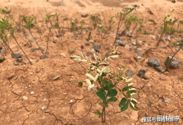 图为叶片发黄,发白的紫穗槐小苗