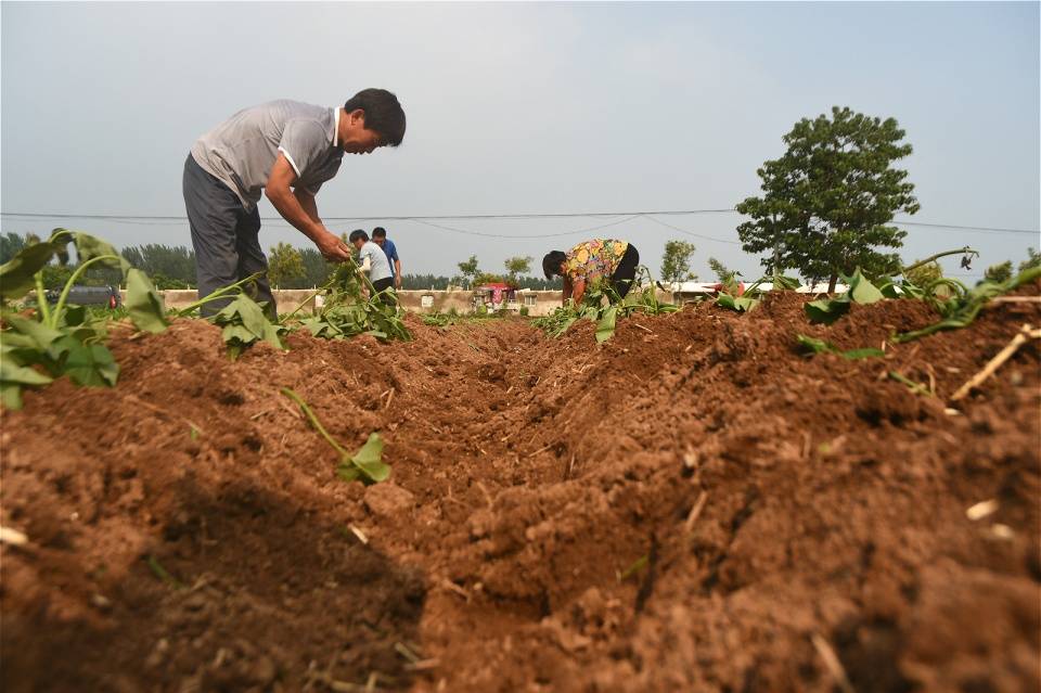 安徽农民种植红薯处处精打细算掌握窍门年赚6万元