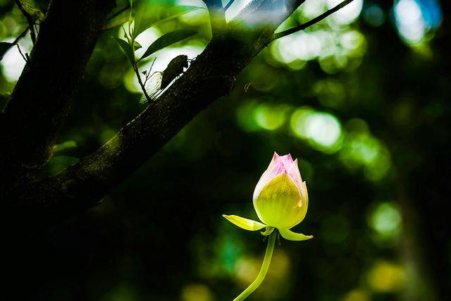 原創夏日的禪,從一聲蟬鳴開始