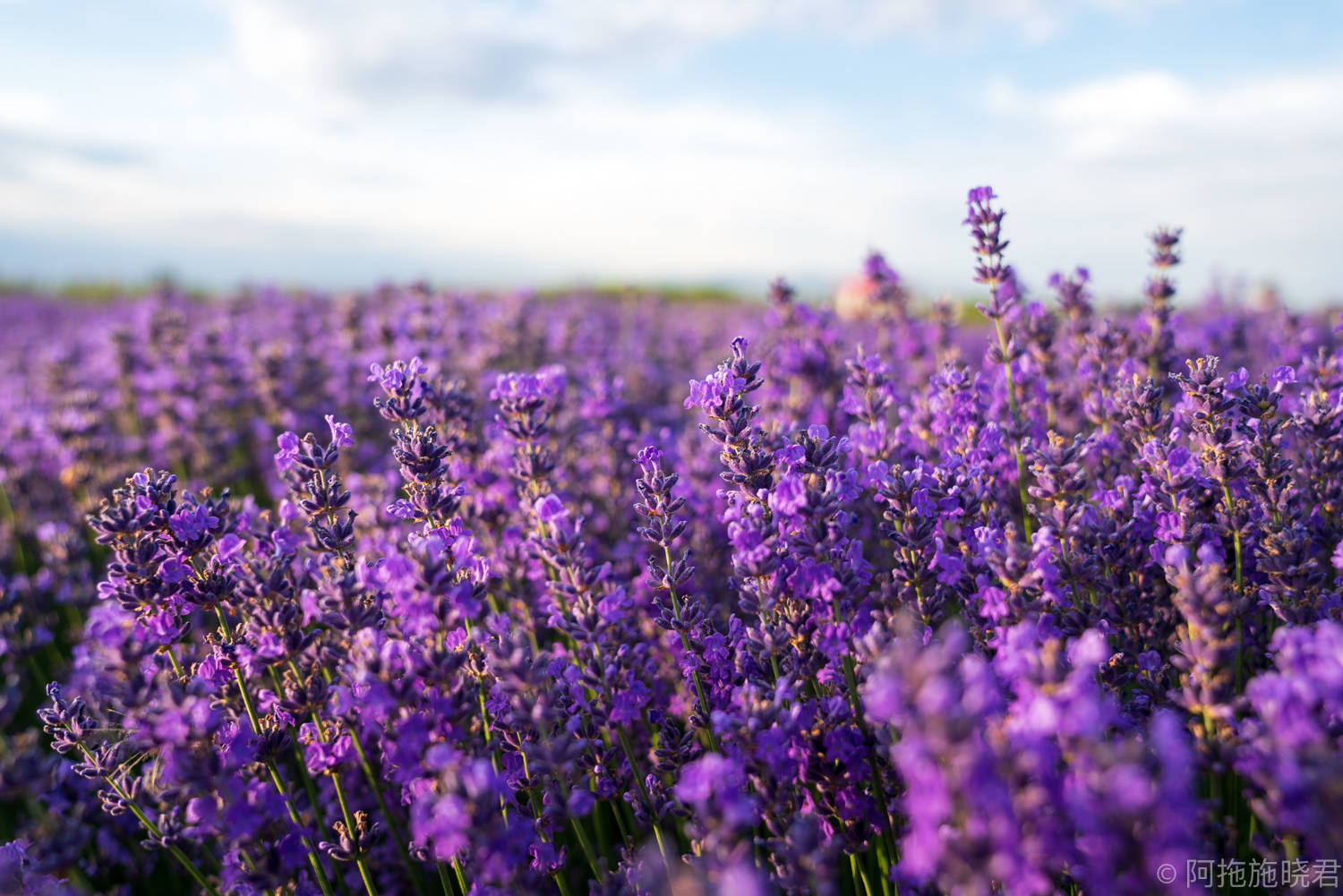 无人机飞起来,一大片的薰衣草,可惜的是并没有给自己航拍到好看的视频