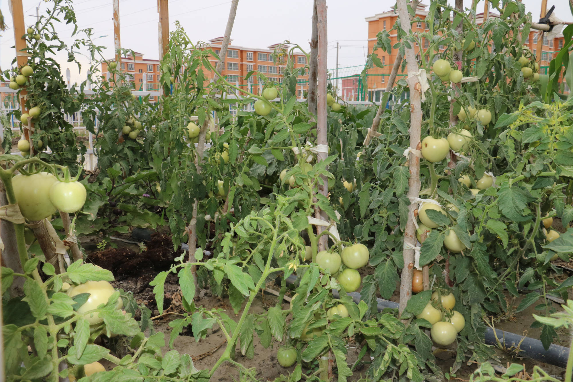 蔬菜采摘园初见高效益 绿色蔬菜走进居民家中