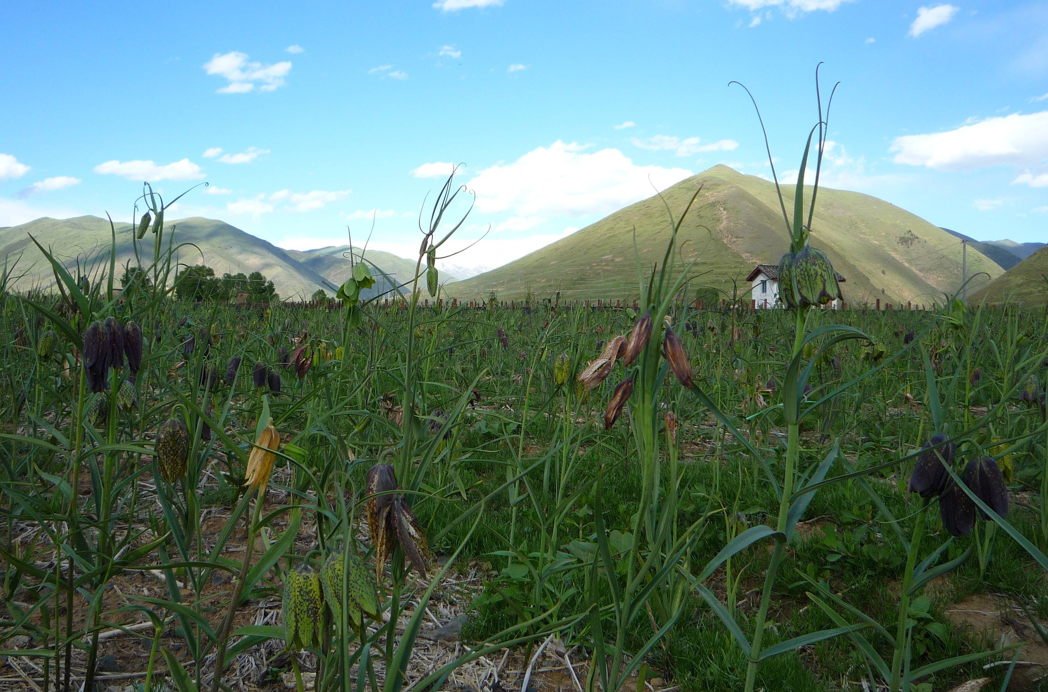 川贝母种植基地