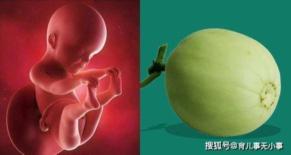 几张图告诉你:孕1~40周胎儿像什么蔬果,原来他们的发育这么神奇