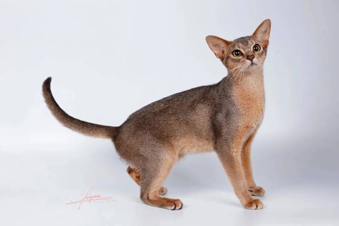 pureeyescattery | 纯爱阿比西尼亚猫 67676767_繁育