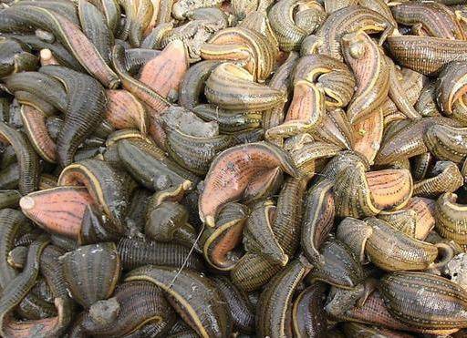 晒干的水蛭多少钱一斤干水蛭收购多少钱一斤