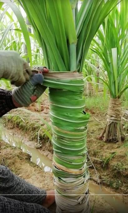 揭秘:甘蔗的一生,也不能活成自己想要的样子