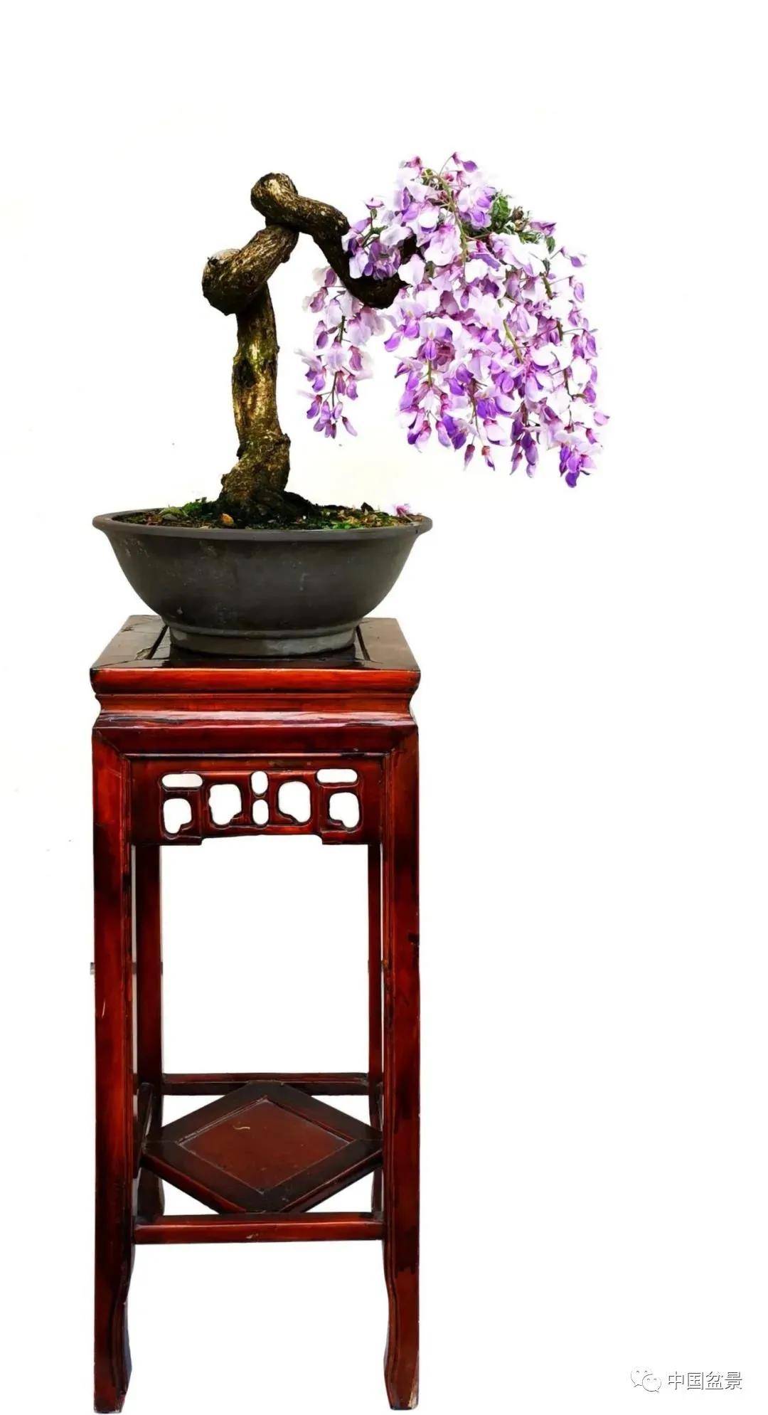 张小平隅园盆景之"春花"欣赏