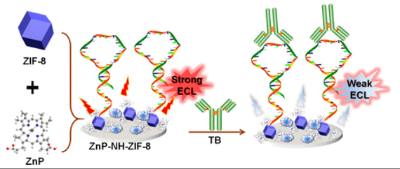浙江师大本科生:基于zif-8构建超灵敏无标签电致化学发光传感器