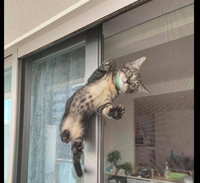 猫咪像壁虎一样爬在纱窗上,好像在空中漫步,猫:我在攀岩懂吗?