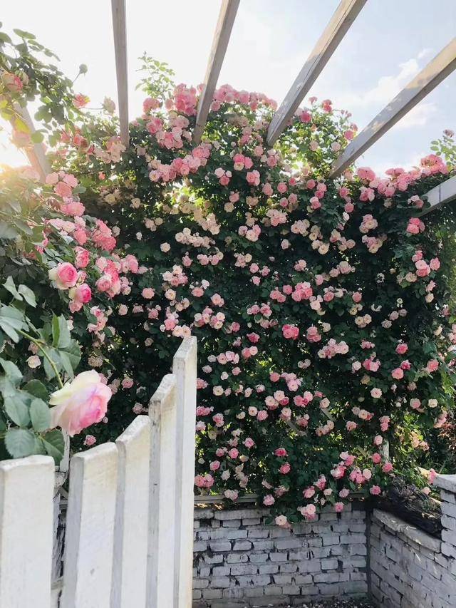 端午假期好去处 带你看西峡这座浪漫的玫瑰庄园