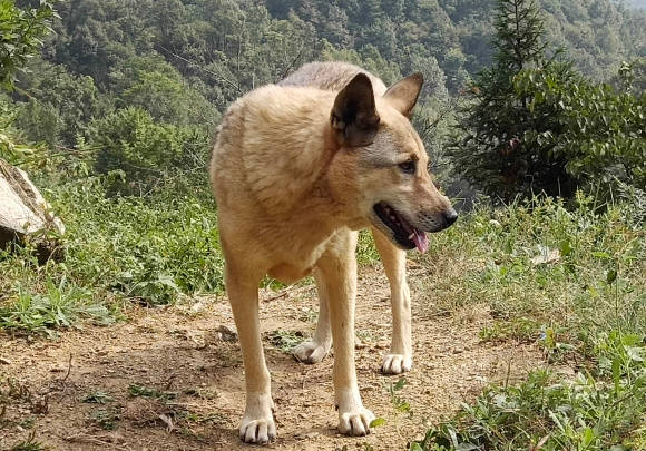 原創土狗很喜歡去山裡玩,它身體得到了很好的鍛鍊,身體很強壯