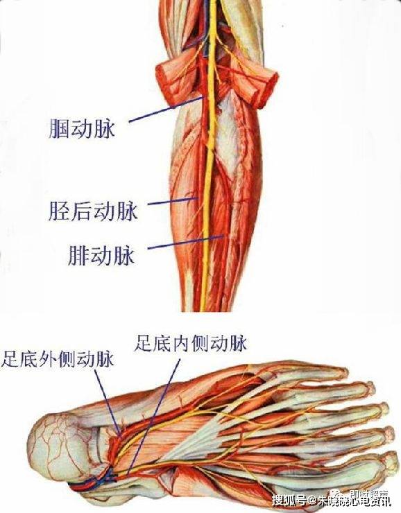 膝关节血管分布图图片