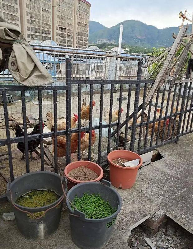 原创小区楼顶养鸡,楼下住户苦不堪言,业主;不敢开窗户