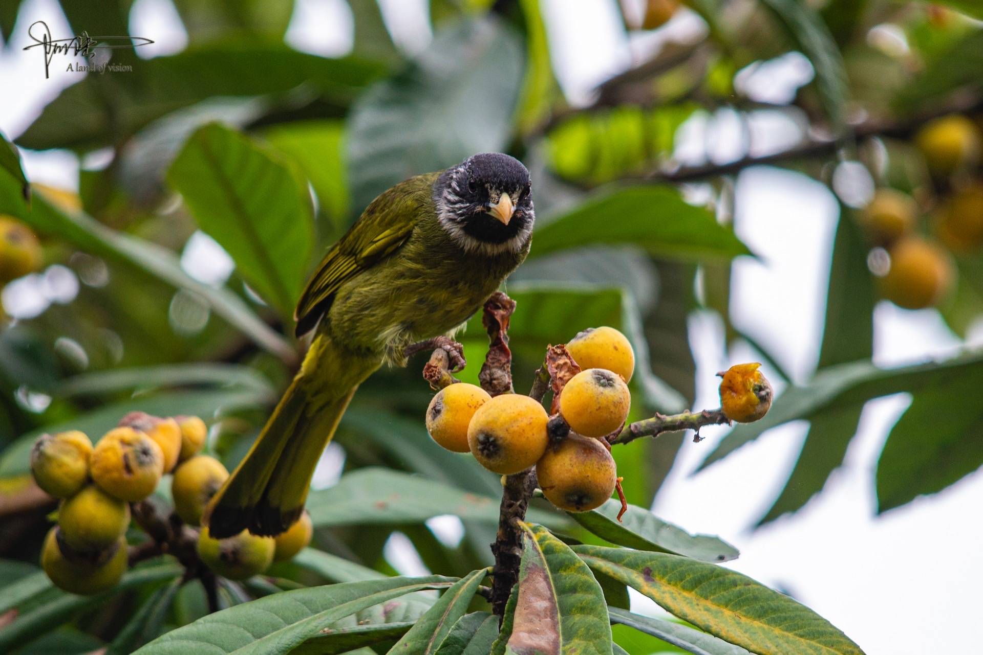 旁若无人,在枇杷树上吃大餐的鸟