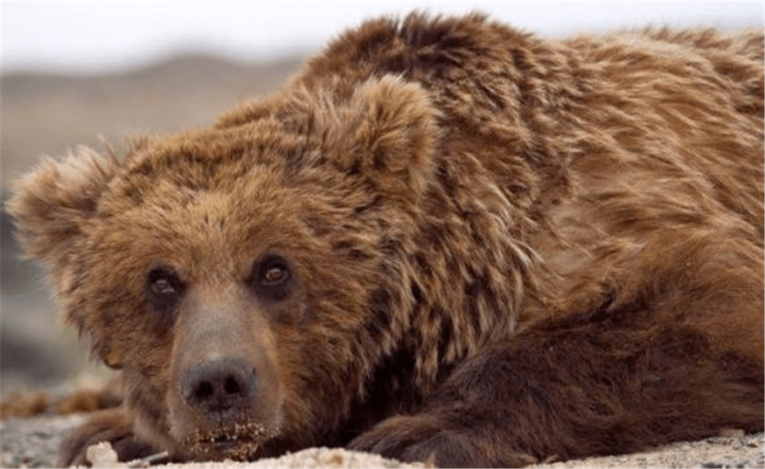 原创蒙古发现戈壁熊藏在羊群中后脚掌与人相似不到100只濒临灭绝