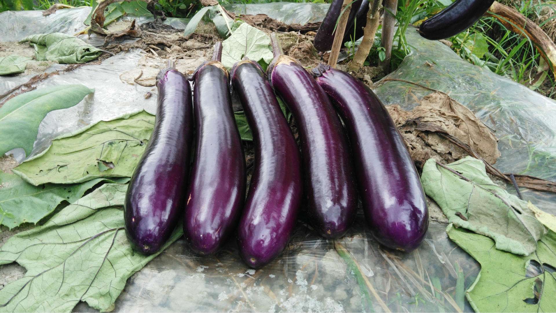 茄子开花结果期用什么水溶肥