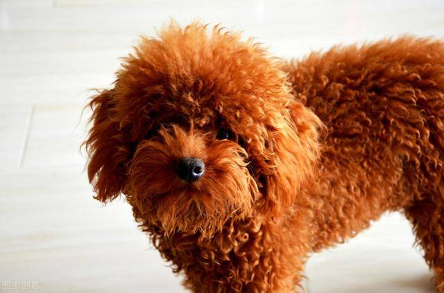 泰迪爱主人的13个表现,你家泰迪占了几个?