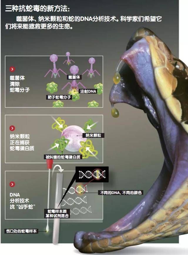 然后在蛇毒上面直接"铺"一层由上百万种能够产生抗体的不同病毒组合而