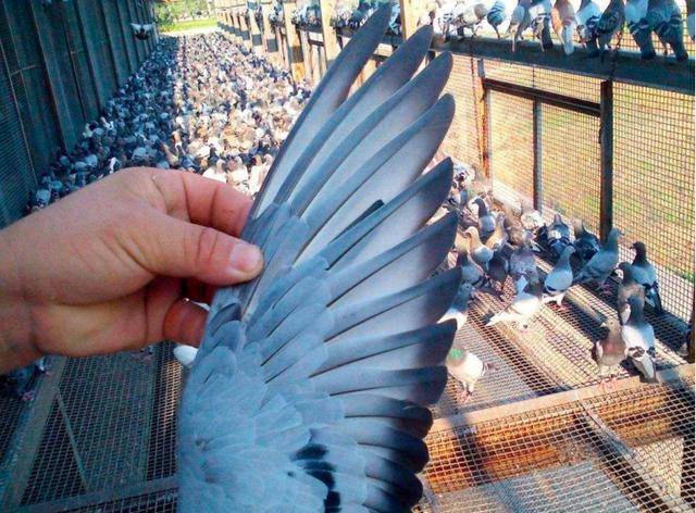 赛鸽换羽期的两大重点:加速与延缓(下)_手机搜狐网