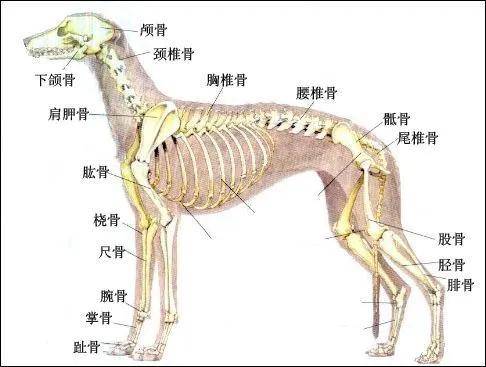 狗狗的脊椎是支撑身体的重要部分呈水平状态,正常情况下狗狗是四肢
