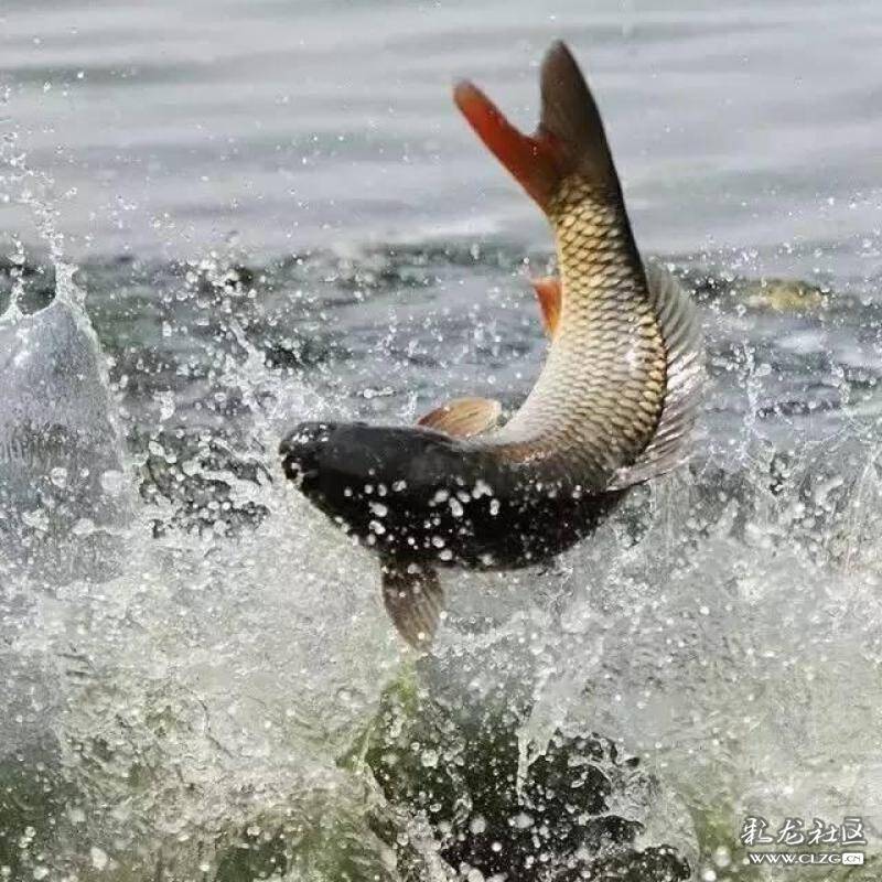 一条游上云贵高原的鱼一一黄河鲤