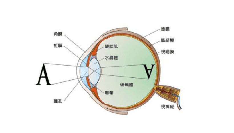 轉眼球能治好近視嗎這3個關於視力的誤解家長們要注意了