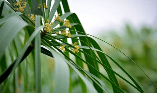 67水生植物培育|旱伞草无土栽培方法_草本植物