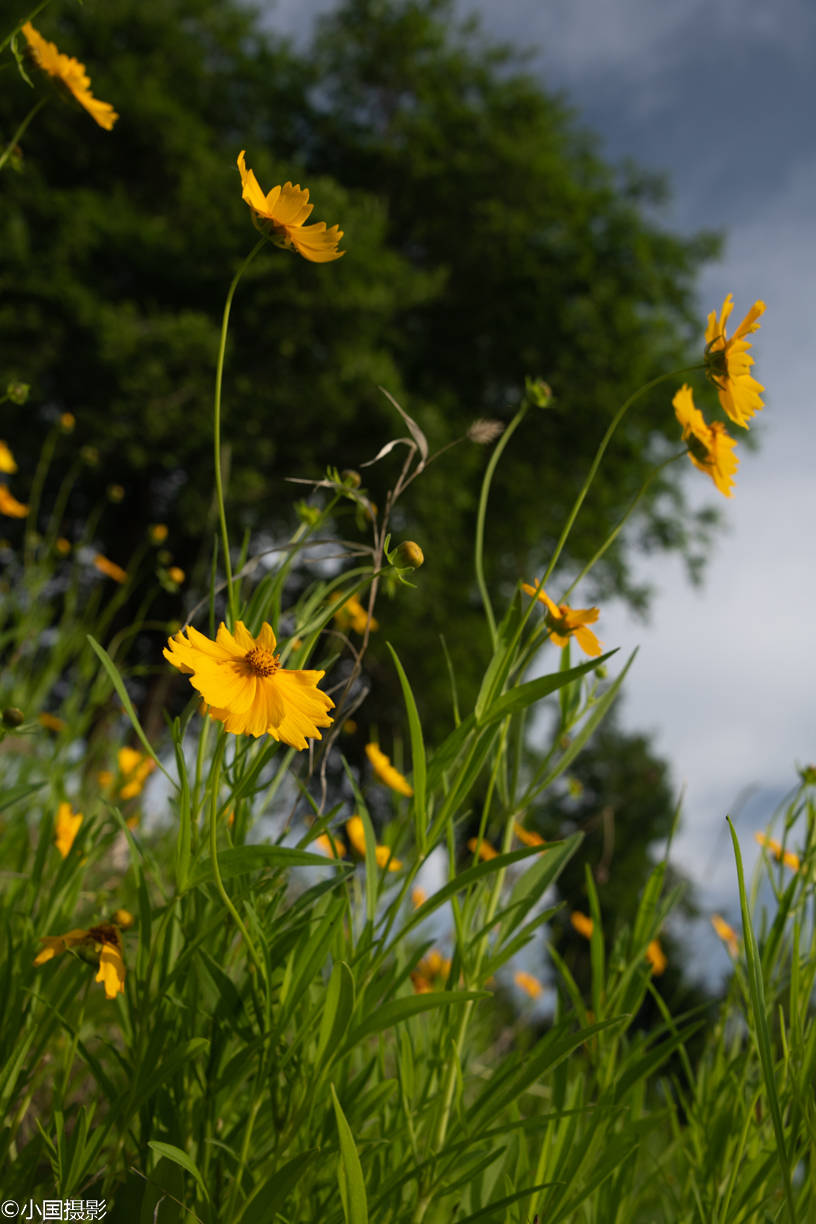 花卉摄影:剑叶金鸡菊,外表小清新,实则霸王花