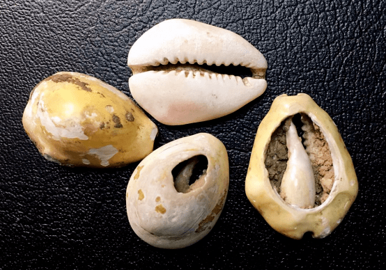 浅析收藏中关于货贝形制的辨识问题