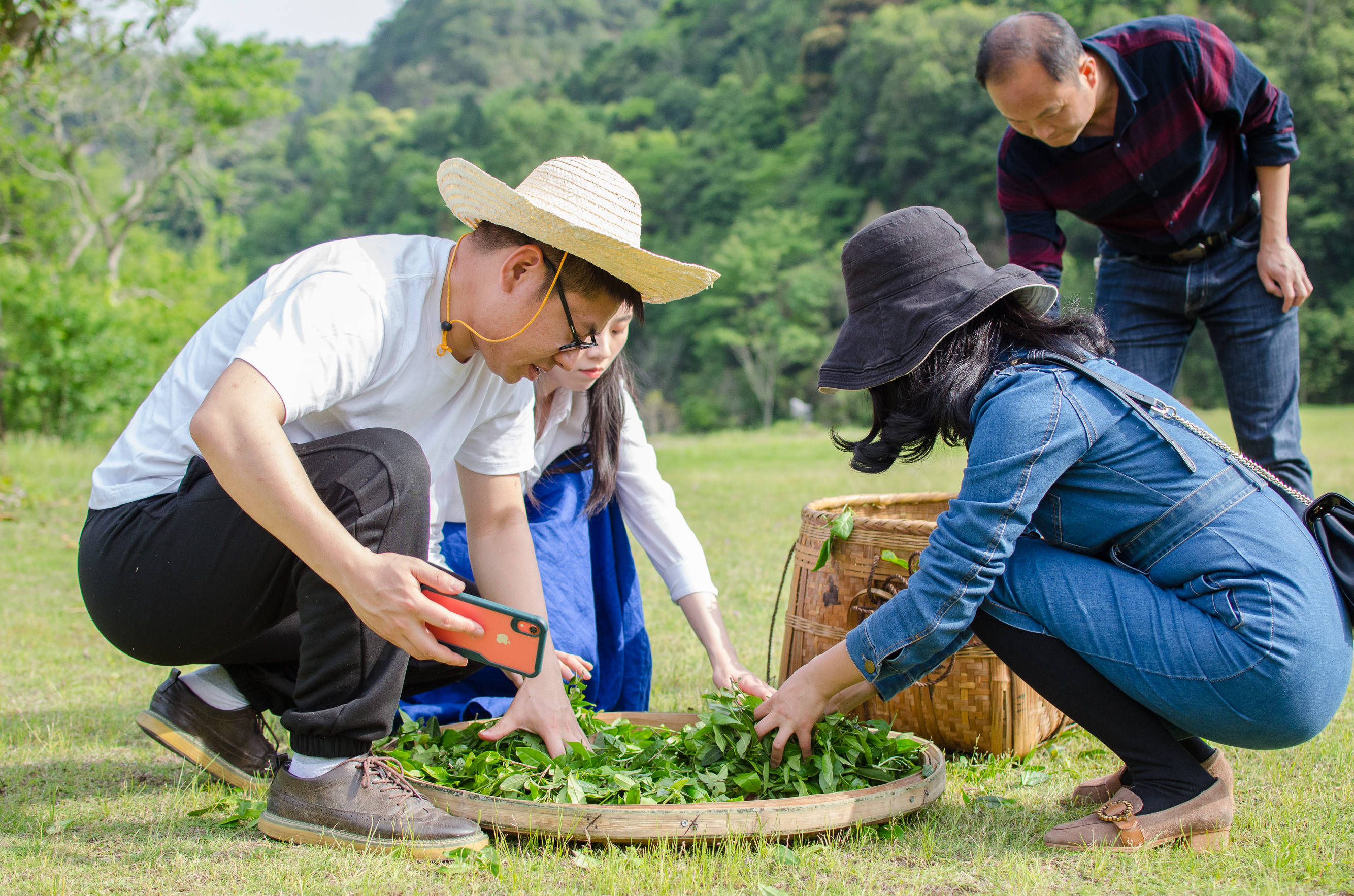 肖家坊镇:茶叶合作社 致富"聚能环"