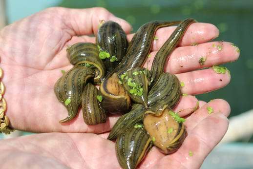 农大9号讲解水蛭养殖的市场前景