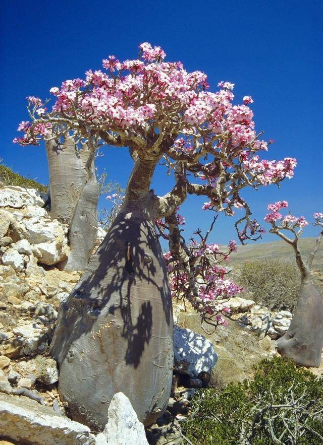 沙漠玫瑰芙蓉醉图片图片