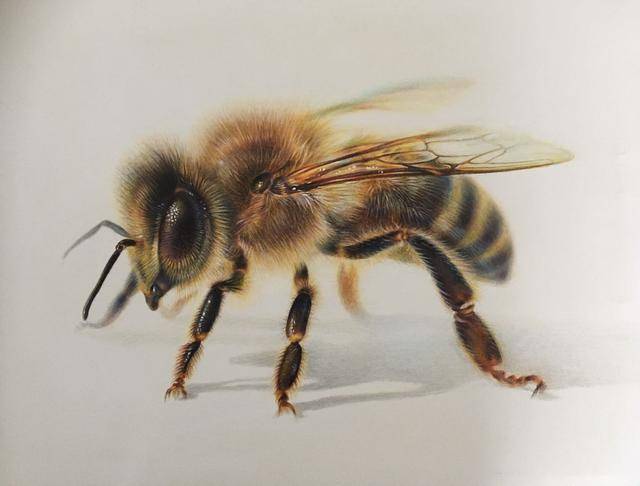 类别:彩铅作者:雷鑫作品:小蜜蜂类别:钢笔画作品:老旧城作者:炜贻品类