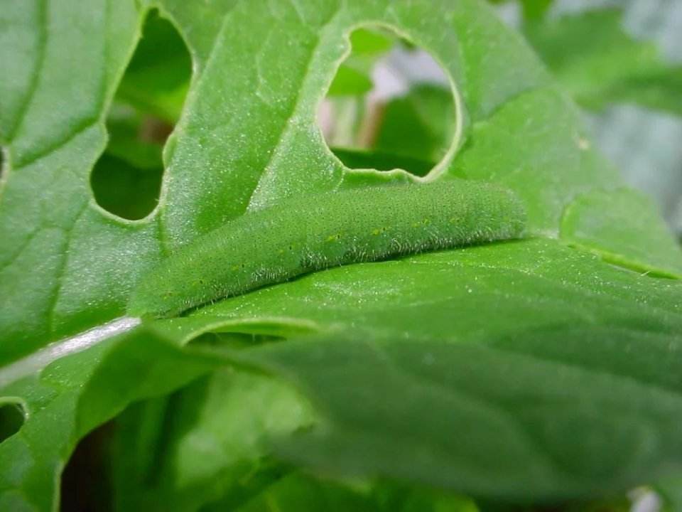 蘿蔔白菜上的菜青蟲猖獗,又不想打農藥,有什麼土辦法能防治?