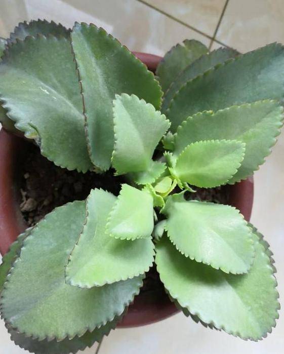 业余时间想养花修身养心,就盆栽这些不死鸟,落地生根长爆盆