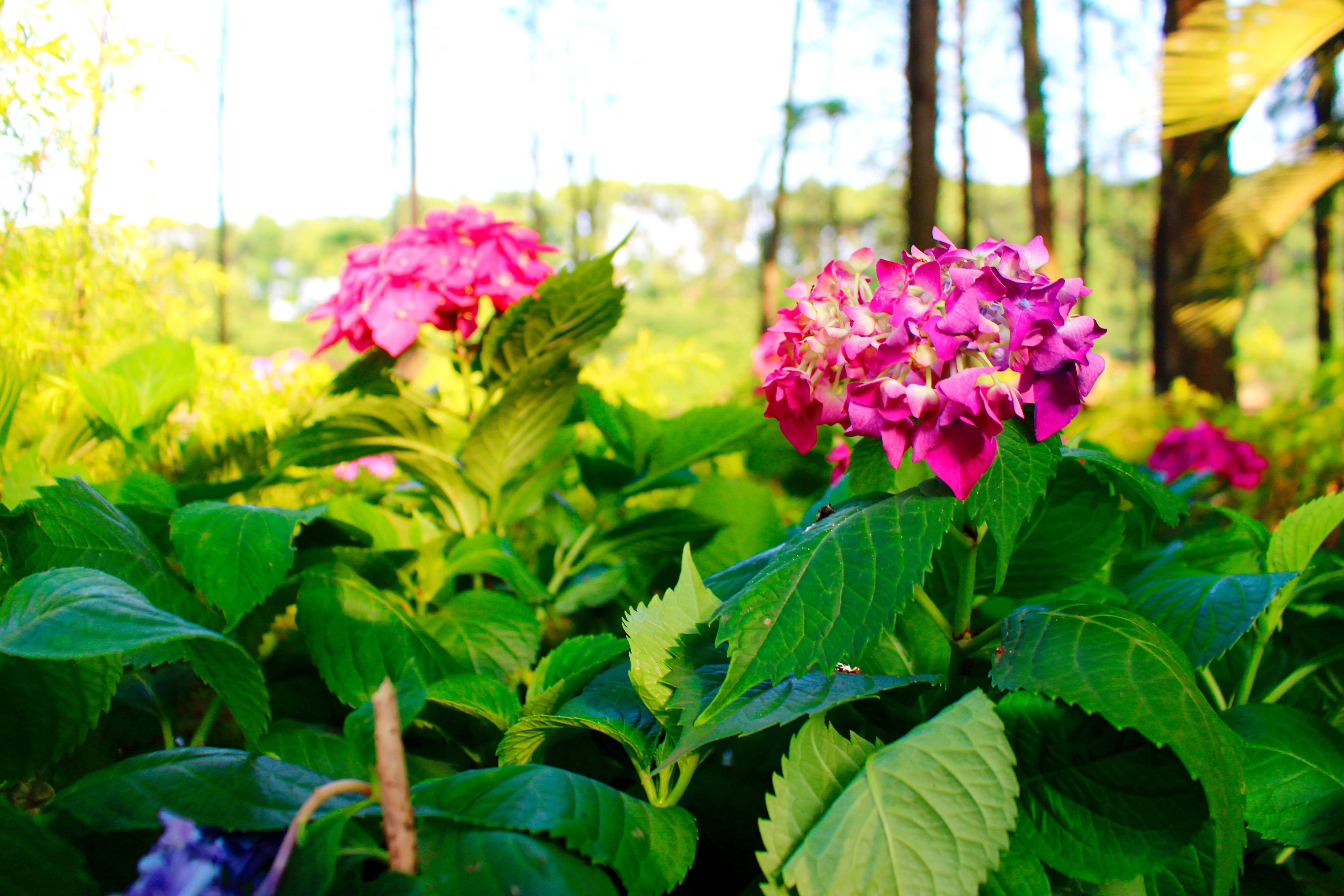 湖南省森林植物園:繡球花開的季節