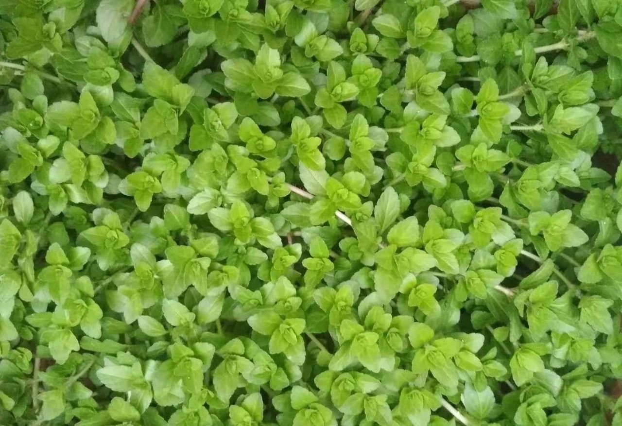 水香菜在勐远仙境私房菜馆就可以品尝到啦,菜式是一道水香菜鸡蛋汤.