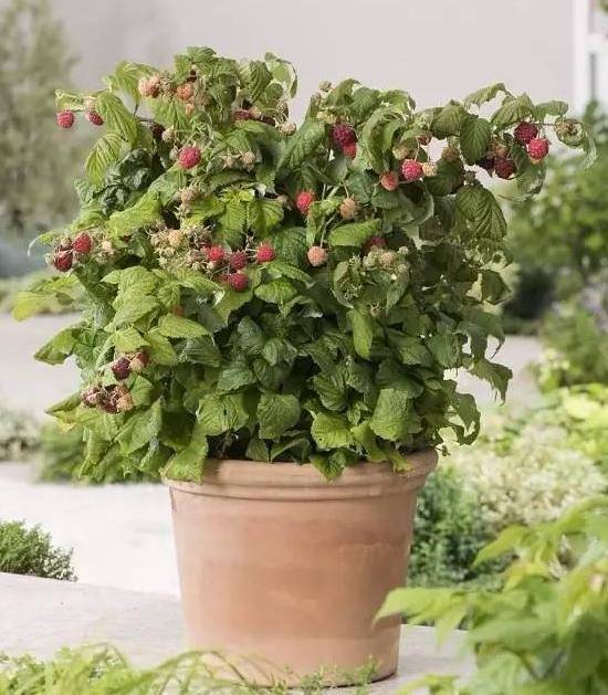 花友留言想在阳台盆栽桑葚该怎么办如此做想吃就摘好处多